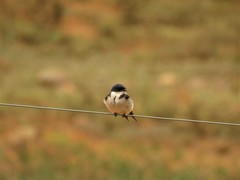 Hirundo dimidiata