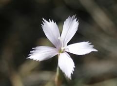 Dianthus thunbergii