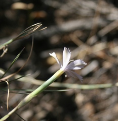 Dianthus thunbergii