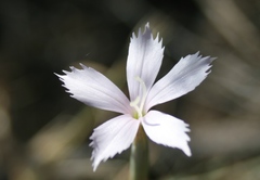 Dianthus thunbergii