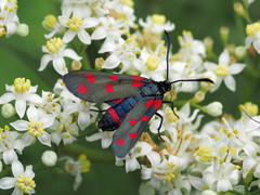 Zygaena dorycnii