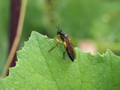 Dioctria cothurnata