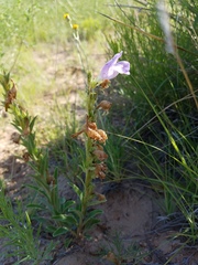 Penstemon jamesii