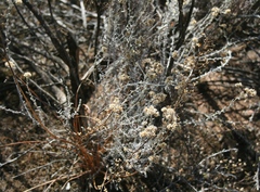 Helichrysum plebeium