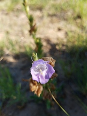 Penstemon jamesii