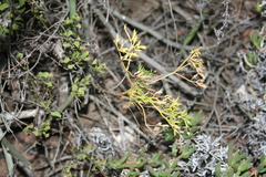 Anginon swellendamense