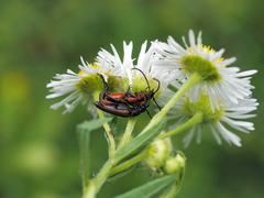 Stenurella jaegeri