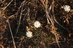 Mesembryanthemum paulum