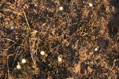 Mesembryanthemum paulum