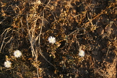 Mesembryanthemum paulum