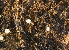 Mesembryanthemum paulum