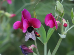 Bombus terrestris canariensis