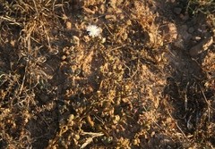 Mesembryanthemum paulum