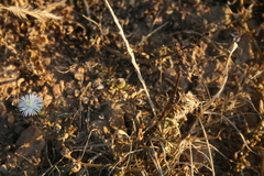 Mesembryanthemum paulum