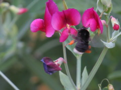 Bombus terrestris canariensis