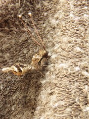 Proctarrelabis capensis