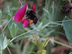 Bombus terrestris canariensis