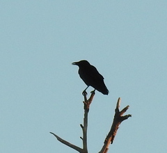 Corvus brachyrhynchos image