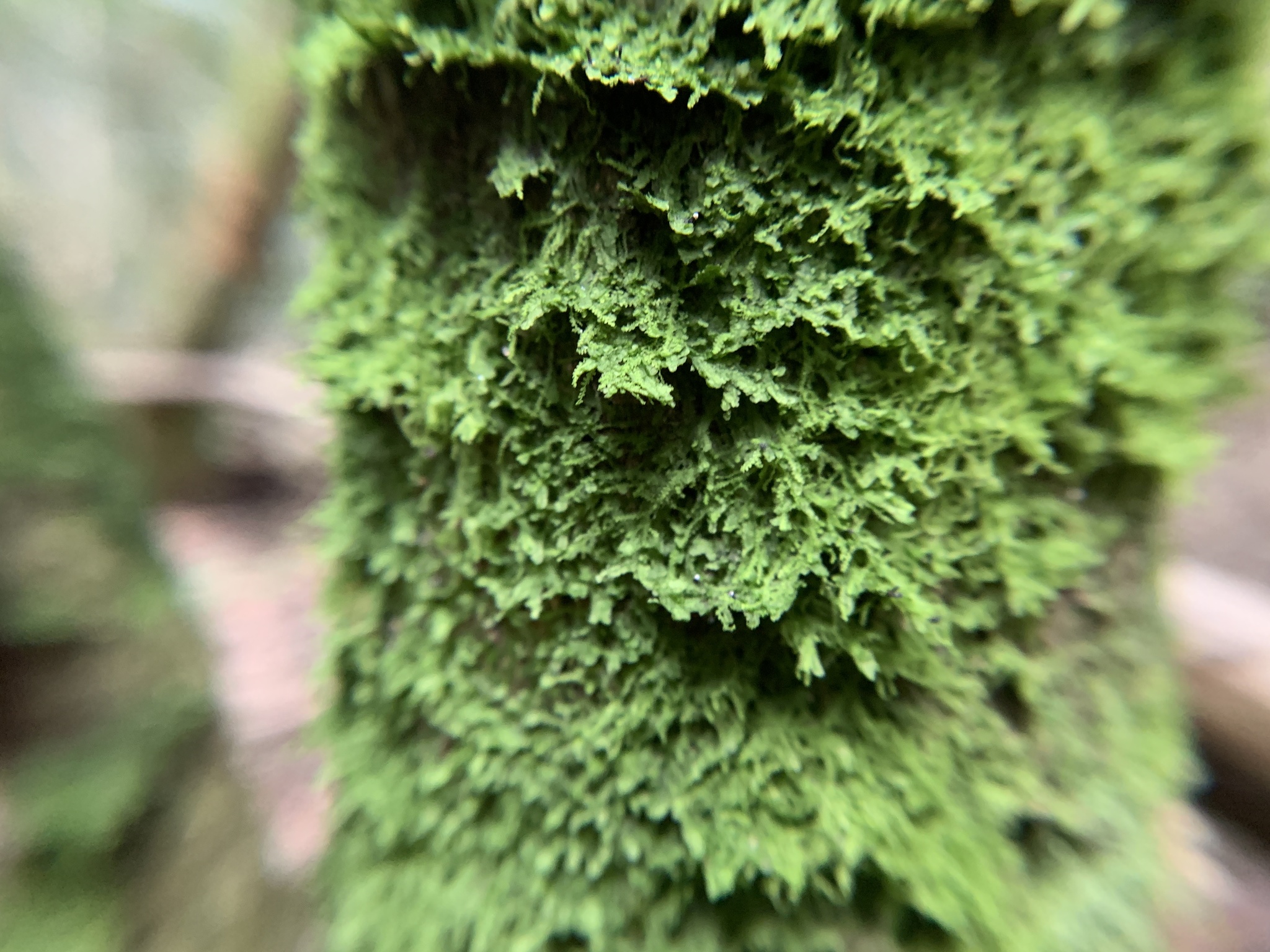 Lejeunea trinitensis