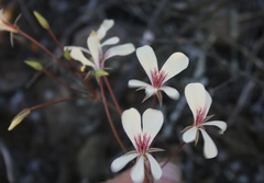 Pelargonium carneum