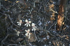 Pelargonium carneum