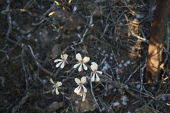 Pelargonium carneum