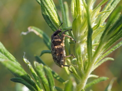 Cyphocleonus dealbatus