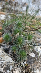 Draba cuspidata
