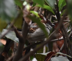 Passer domesticus