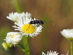 Chlorophorus sartor