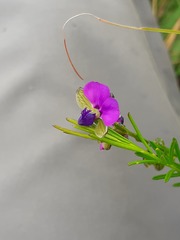 Polygala gracilenta