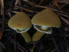 Cystoderma carcharias fallax