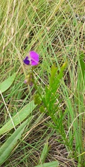 Polygala gracilenta
