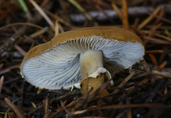 Cystoderma carcharias fallax