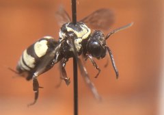 Triepeolus remigatus