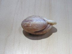 Anostoma tessa