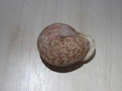 Anostoma tessa