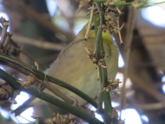 Gymnoris superciliaris