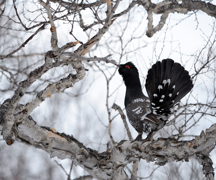 Black-Billed Capercaillie