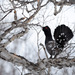 Black-billed Capercaillie - Photo (c) Русский:, some rights reserved (CC BY-SA)
