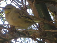 Gymnoris superciliaris