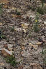 Moraea virgata