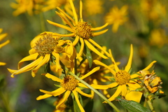 Helianthus cusickii