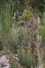 Pseudoselago verbenacea