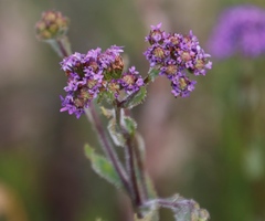 Pseudoselago verbenacea
