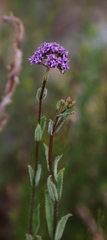 Pseudoselago verbenacea