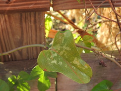 Smilax bona-nox image