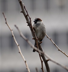 Passer domesticus