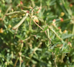 Lotus schoelleri