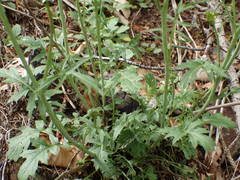 Coincya monensis cheiranthos